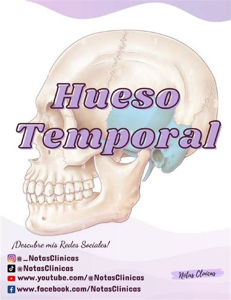 Res Menes De Hueso Temporal Descarga Apuntes De Hueso Temporal