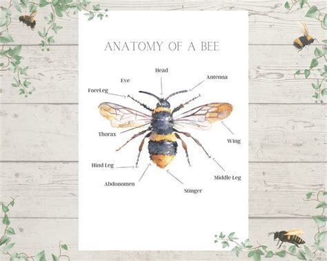 Free bee anatomy printable | Nature school, Preschool science ...