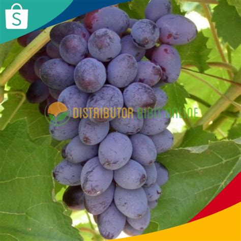 Jual Bibit Anggur Import Jupiter Seedless Hasil Grafting Shopee Indonesia