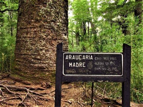 Parque Nacional Conguillío En La Araucanía Chile Guía De Visitas