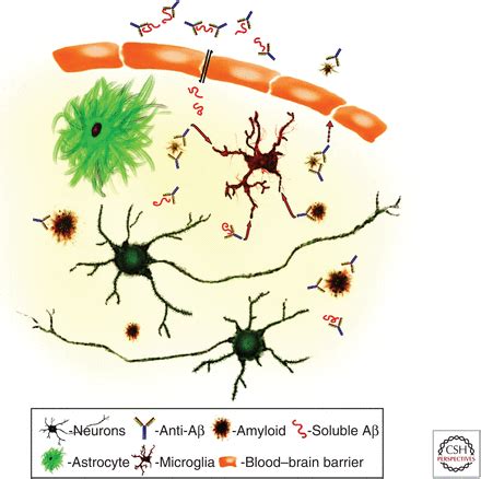 Antibody Therapeutics Targeting Aβ and Tau