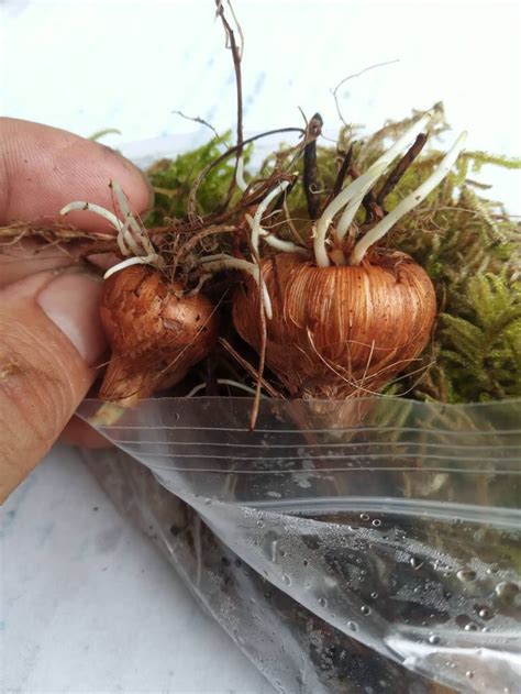 10 Bulbs - Montbretia Crocosmia * Redish - Orange Blooms * Hawaiian
