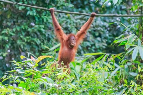 Orangutan Centre And Sandakan City Tour Borneo Natural Sukau Bilit Resort