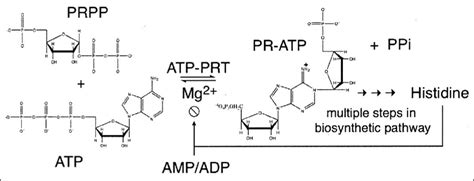 The Reaction Catalyzed By Atp Phosphoribosyl Transferase In L Lactis