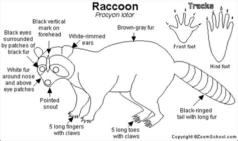 Raccoon Anatomy Organs