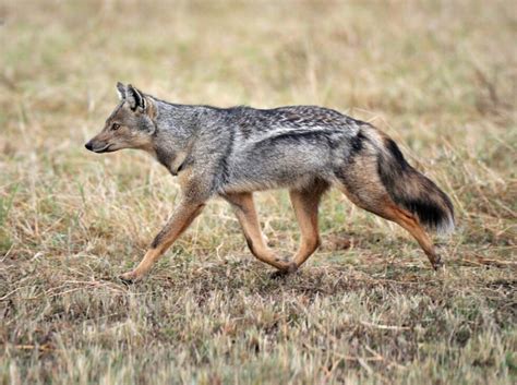 Side-striped Jackal Sounds & Calls | Wild Ambience Nature Sounds