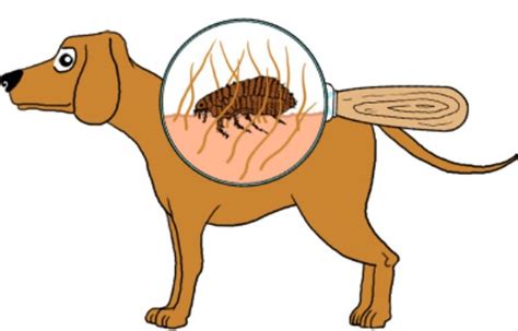 How To Get Rid Of Fleas From Dogs