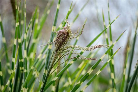 Miscanthus 'Zebra Grass' - Hello Hello Plants