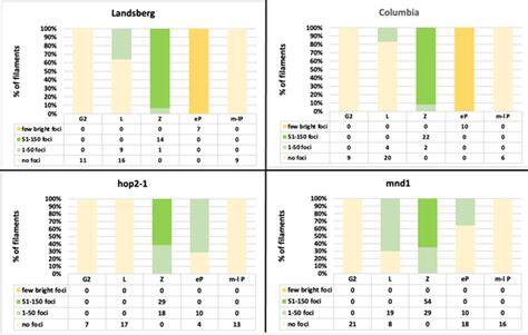 Timing of γH2AX foci in genotypes Columbia Col and mnd1 Columbia