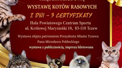 Międzynarodowa Wystawa Kotów Rasowych