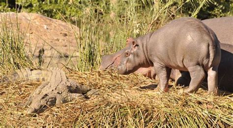 Momen Langka Anak Kuda Nil Tak Takut Ajak Main Buaya Global Liputan