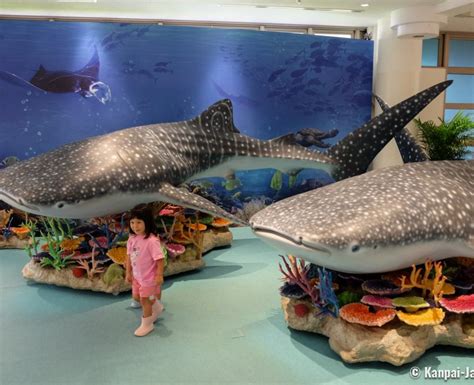 Okinawa Churaumi Aquarium - The Largest Saltwater Tank in Japan