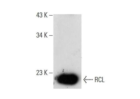 Rcl 항체 A 7 Scbt Santa Cruz Biotechnology