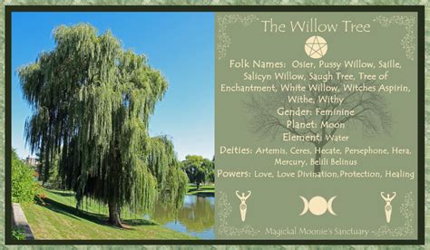 Willow Tree