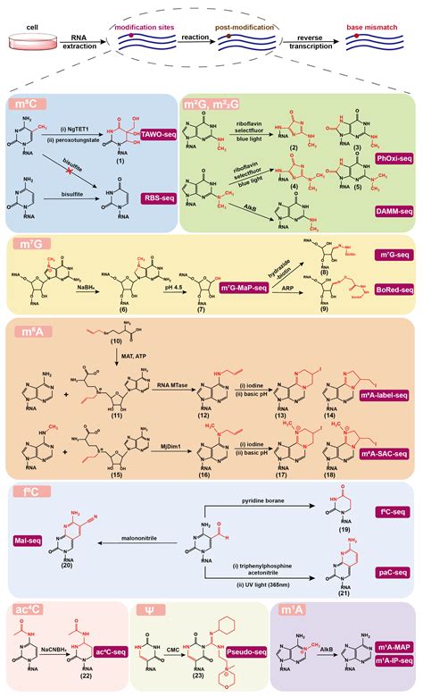 Molecules Free Full Text Determining Rna Natural Modifications And