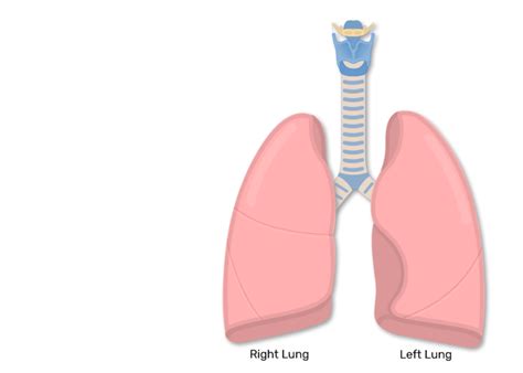 Bronchial Tubes Structure Functions And Location Bronchus Anatomy