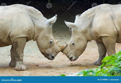 Two Rhinos Stock Photo Image Of Rhinos Twins Wilderness 2739886