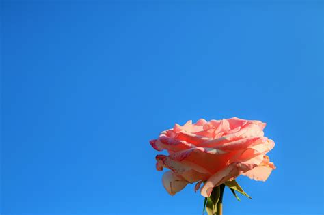 Rose Laptop HD Wallpapers - Wallpaper Cave