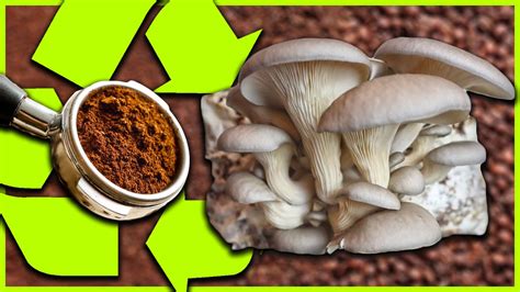 Faire POUSSER des CHAMPIGNONS sur du MARC DE CAFÉ TUTO YouTube