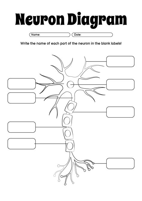 Neuron Labeling Worksheet