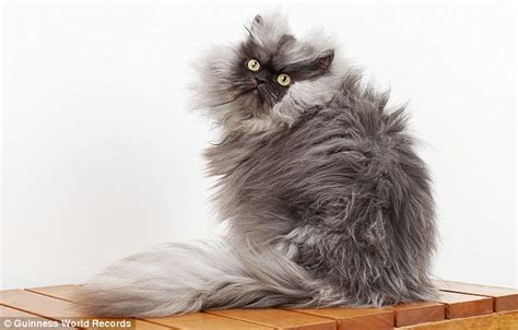 Colonel Meow Sets World Record For Cat With Longest Fur Daily Mail Online