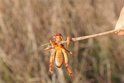 The Jerusalem Cricket: All You Need to Know | Inside & Out Pest Services