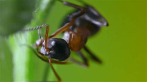 44 Ant Anatomy Stock Video Footage - 4K and HD Video Clips | Shutterstock