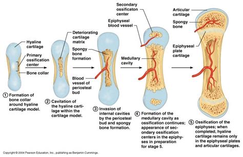 Endochondral Ossification Usmle Step 2 Anatomy Organs Gross Anatomy Anatomy Bones