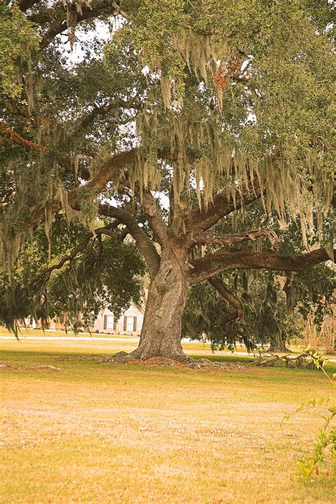 Louisiana Live Oak Tree 8 Photograph By Ronald Olivier Pixels