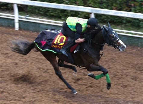 坂路を単走で追い切るストーリア ― スポニチ Sponichi Annex ギャンブル