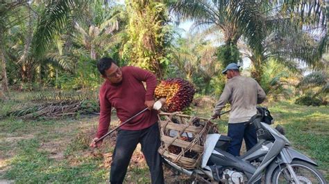 Pekan Ini Harga Tbs Sawit Riau Kembali Pecah Rekor Harga Tertinggi