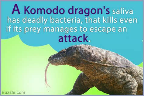 Facts about the komodo dragon that kids would enjoy reading – Artofit