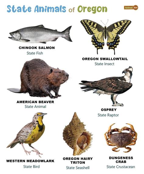 List of Animals That Live in Oregon (With Pictures)