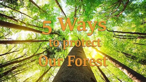 Ways To Protect Our Forests Forestry Reviews