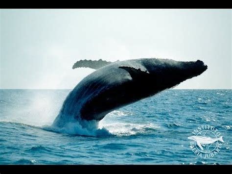 Praia Do Forte Bahia Observa O De Baleia Jubarte Whale Whale