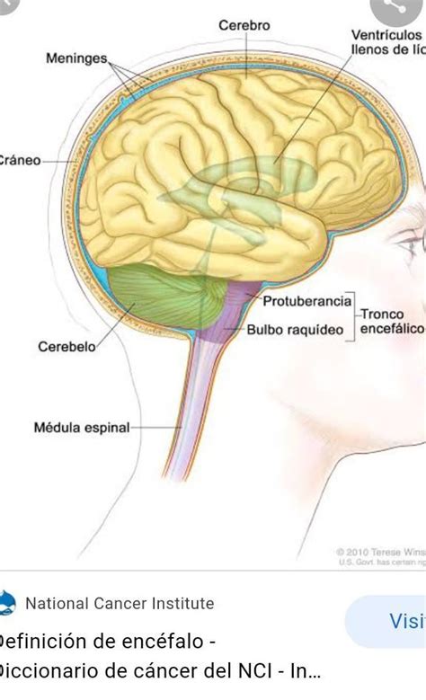 No Es Parte Del Encefaloa Cerebelob Medula C Buldo Raquideod Cerebro