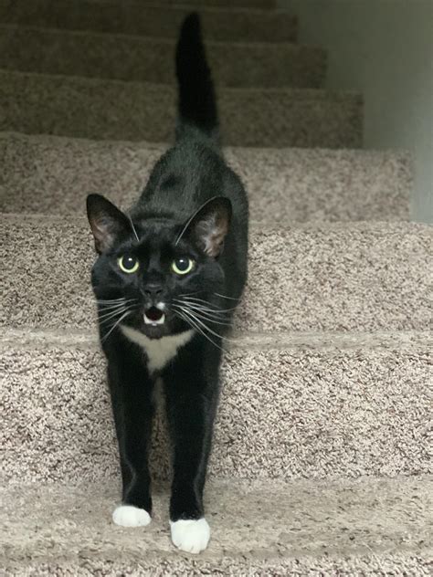Spicy Kitty and No Touchy🤣 : r/RoverPetSitting