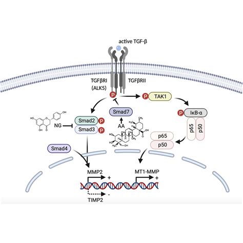 Inhibition Of Tumor Invasion And Metastasis By Targeting Tgf Smad