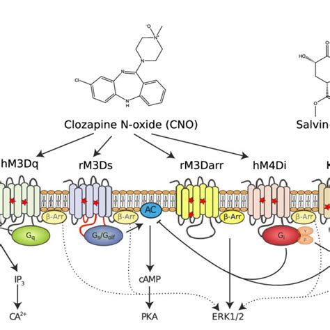 Development And Function Of Dreadds Introducing Two Mutations Red