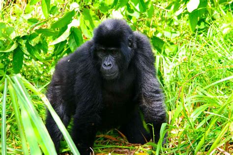 Days Uganda Gorilla Habituation And Chimpanzee Trekking Safari