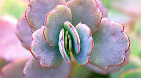 41 Different Types Of Kalanchoe Varieties Youll Love