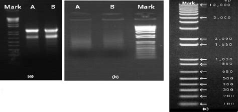 A Agarose Gel Electrophoresis Of Total Rna From Aspergillus Oryzae Download Scientific