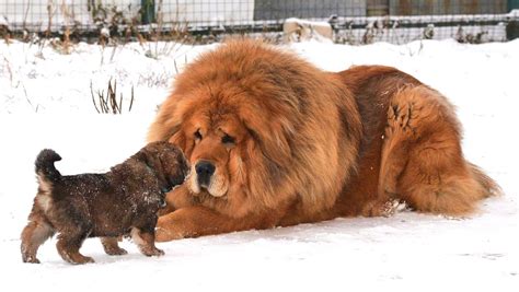 Tibetan Mastiff - The Lion Dog