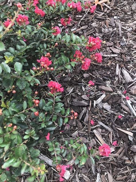 Plantfiles Pictures Lagerstroemia Crape Myrtle Crepe Myrtle Cherry