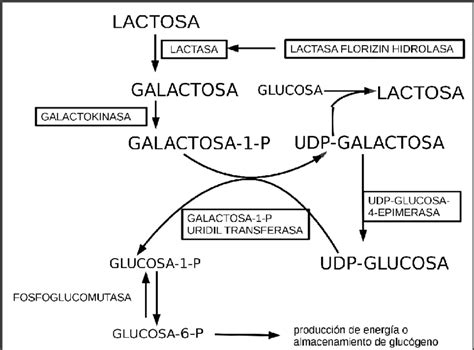 Metabolismo De La Lactosa En Seres Humanos En Recuadro Se Muestran Las