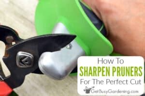 How To Sharpen Pruning Shears For The Perfect Cut Every Time