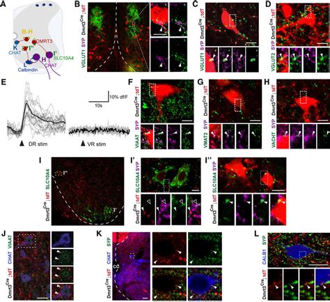 Connectivity Characterization Of The Dmrt Cre Derived Interneurons A