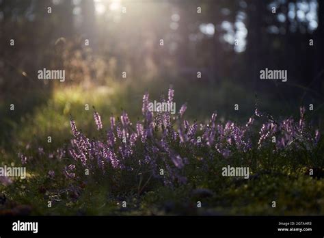 North Jutland Flowering Common Heather Calluna Vulgaris In The Forest