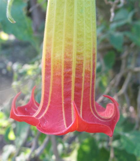 Brugmansia Sanguinea Red Angel Trumpet 15 Seeds Etsy