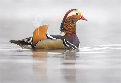 Home Deco Nature Canard Mandarin Duck Wildlife Photography Art Wall